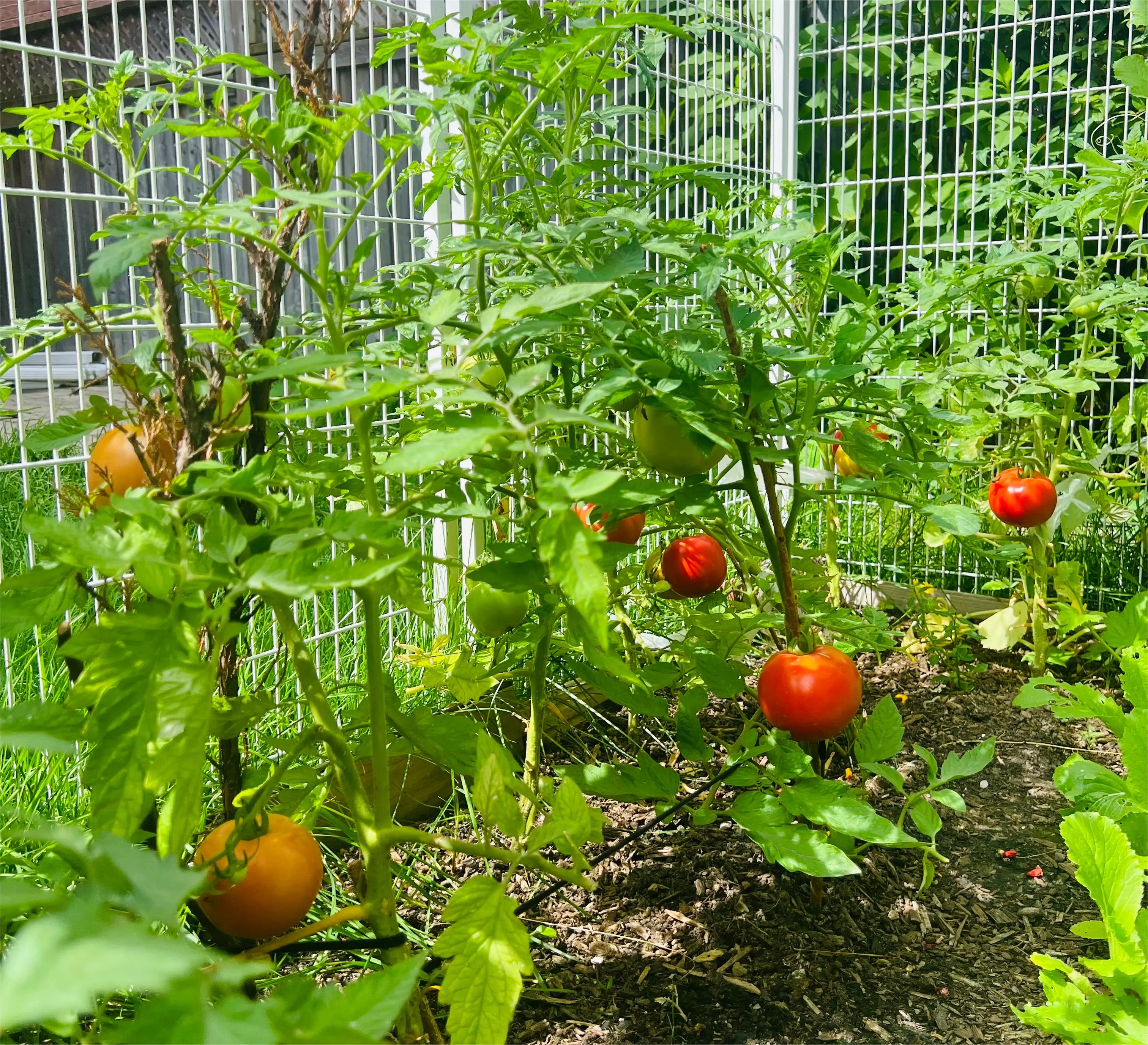 The Healing Power of Gardening: Cultivating Nature, Nurturing Well-Being, and Growing Community